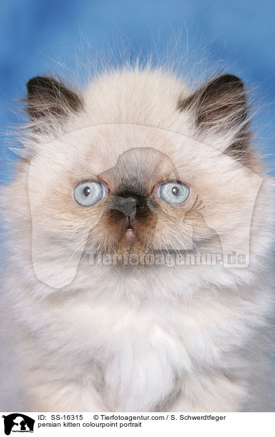 persian kitten colourpoint portrait / SS-16315