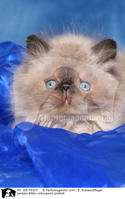 persian kitten colourpoint portrait / SS-16323