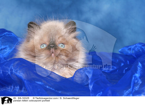 persian kitten colourpoint portrait / SS-16325