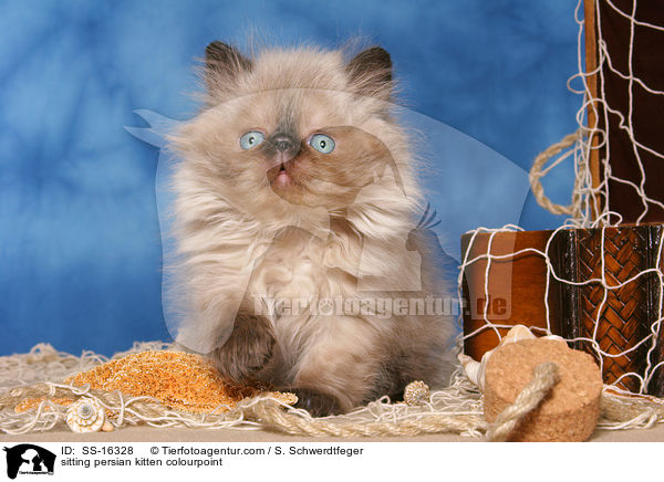 sitting persian kitten colourpoint / SS-16328