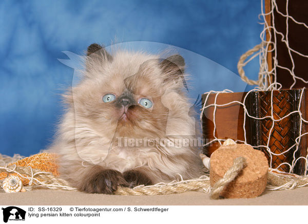 lying persian kitten colourpoint / SS-16329