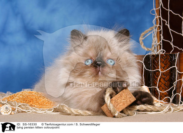 lying persian kitten colourpoint / SS-16330