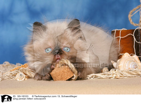 lying persian kitten colourpoint / SS-16333
