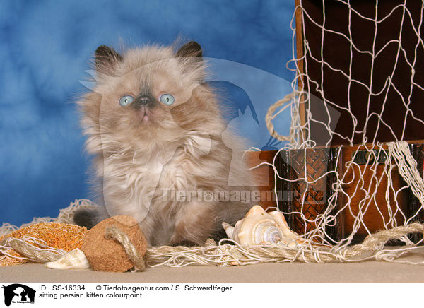sitting persian kitten colourpoint / SS-16334