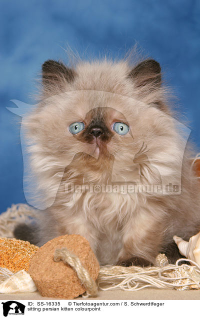 sitting persian kitten colourpoint / SS-16335