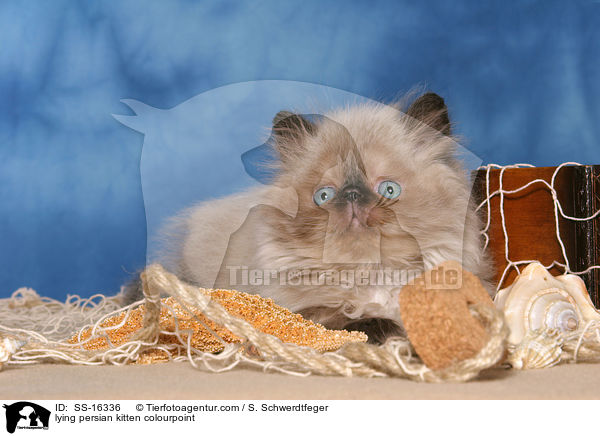 lying persian kitten colourpoint / SS-16336