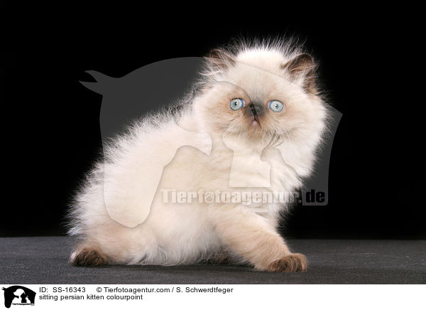 sitting persian kitten colourpoint / SS-16343