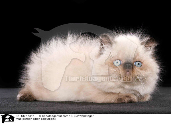 lying persian kitten colourpoint / SS-16344