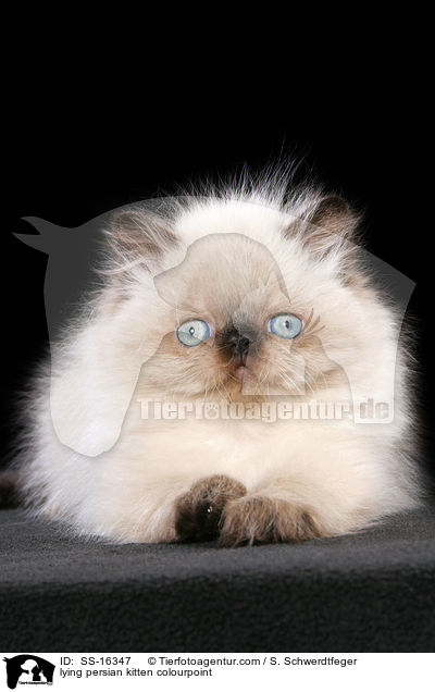 lying persian kitten colourpoint / SS-16347