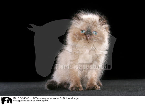 sitting persian kitten colourpoint / SS-16348