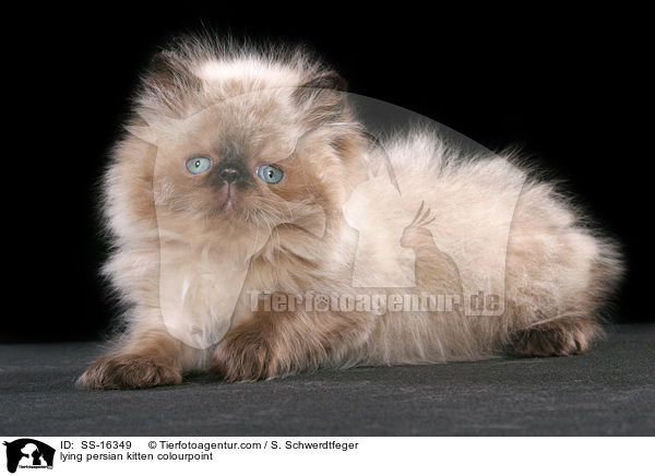 lying persian kitten colourpoint / SS-16349