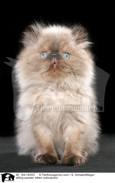 sitting persian kitten colourpoint / SS-16353
