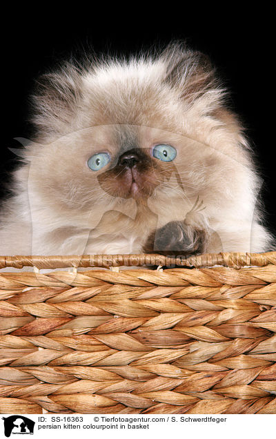 persian kitten colourpoint in basket / SS-16363
