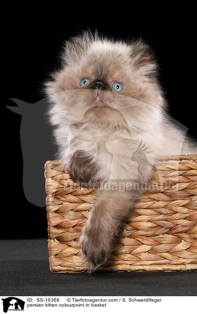 persian kitten colourpoint in basket / SS-16368