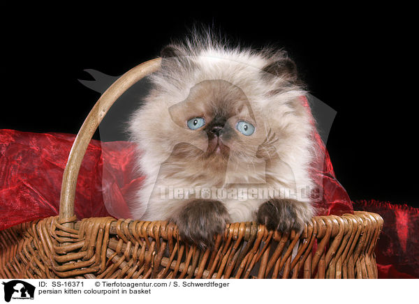 persian kitten colourpoint in basket / SS-16371