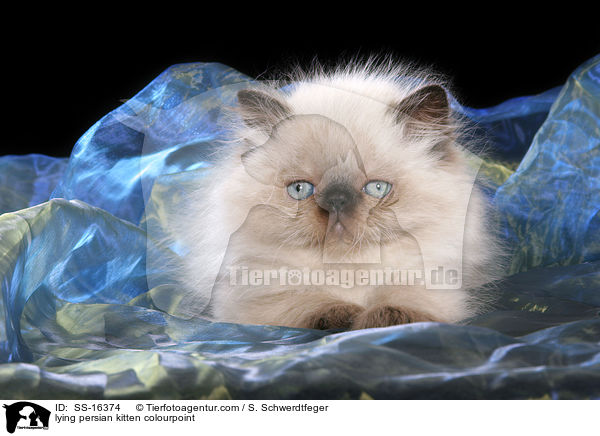lying persian kitten colourpoint / SS-16374