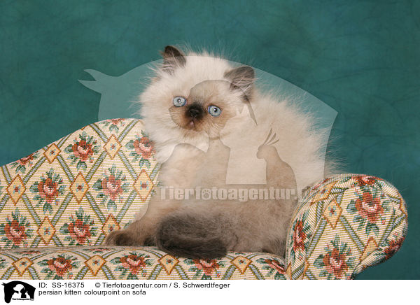 persian kitten colourpoint on sofa / SS-16375
