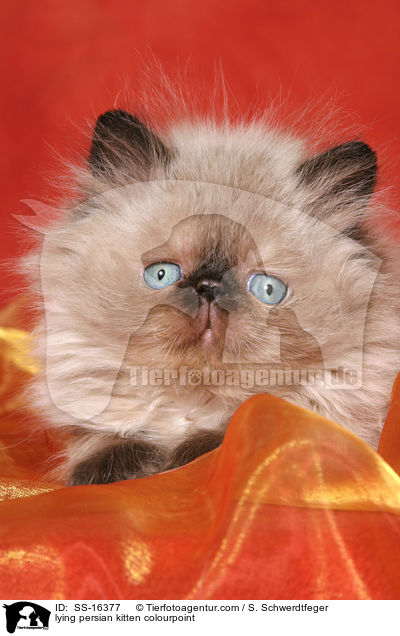 lying persian kitten colourpoint / SS-16377