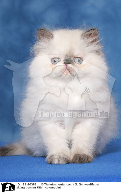 sitting persian kitten colourpoint / SS-16382