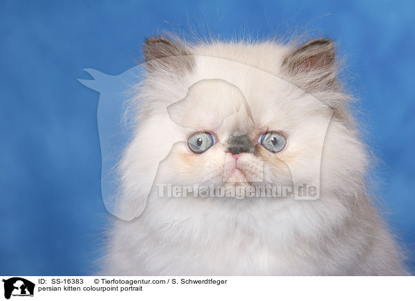 persian kitten colourpoint portrait / SS-16383