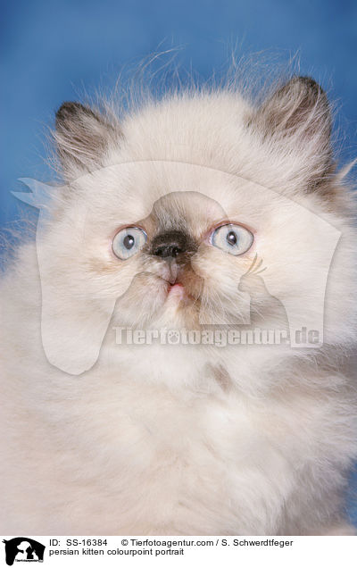 persian kitten colourpoint portrait / SS-16384