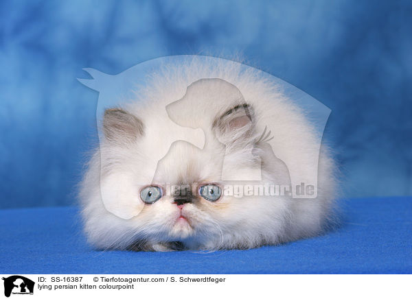 lying persian kitten colourpoint / SS-16387