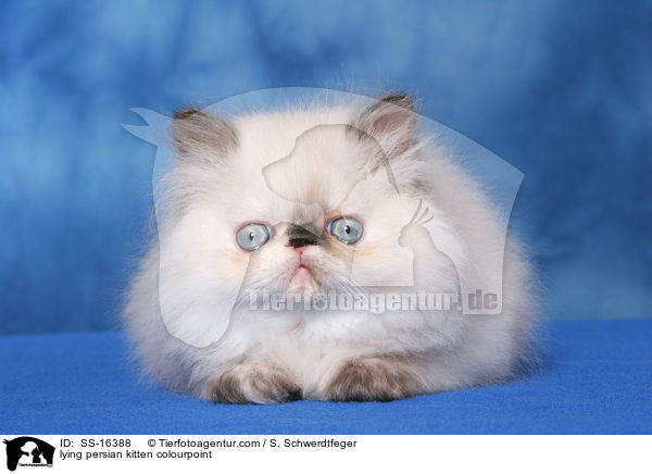lying persian kitten colourpoint / SS-16388