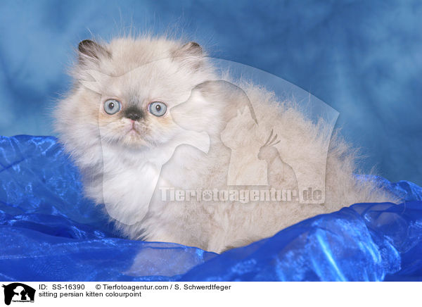 sitting persian kitten colourpoint / SS-16390