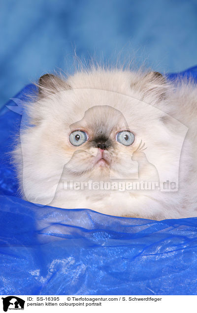 persian kitten colourpoint portrait / SS-16395