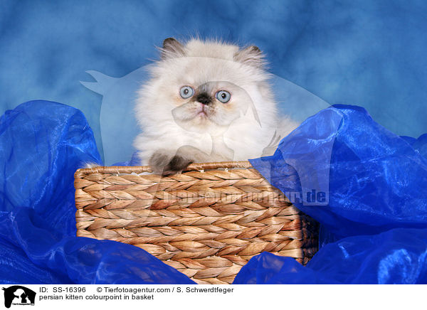 persian kitten colourpoint in basket / SS-16396