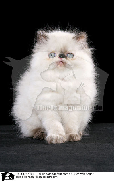 sitting persian kitten colourpoint / SS-16401