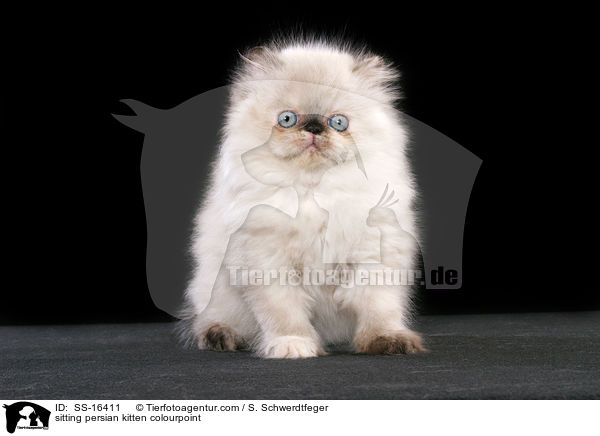 sitting persian kitten colourpoint / SS-16411