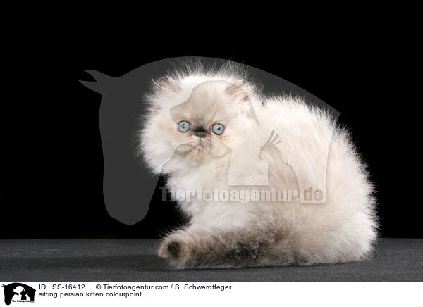 sitting persian kitten colourpoint / SS-16412