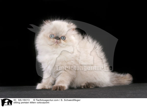 sitting persian kitten colourpoint / SS-16413