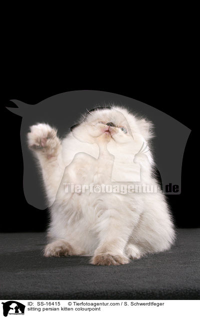 sitting persian kitten colourpoint / SS-16415
