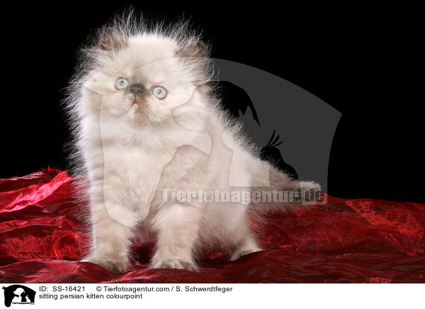 sitting persian kitten colourpoint / SS-16421