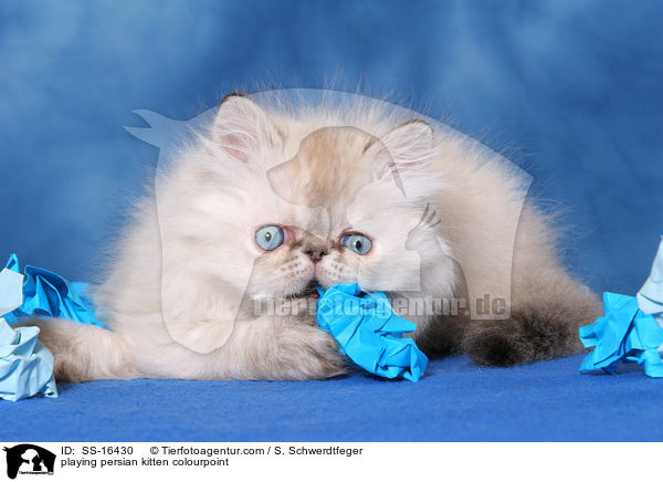 playing persian kitten colourpoint / SS-16430