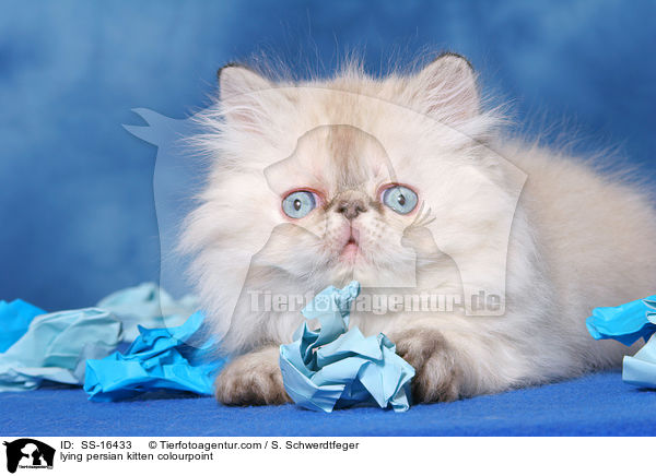 lying persian kitten colourpoint / SS-16433