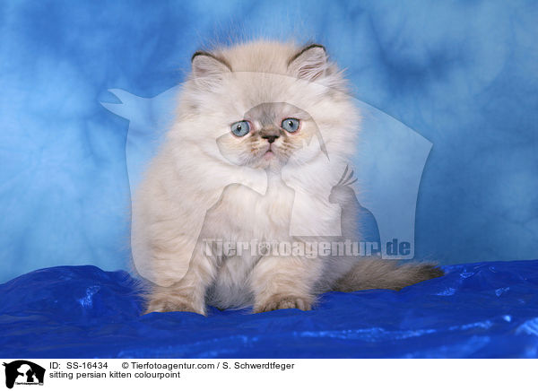 sitting persian kitten colourpoint / SS-16434