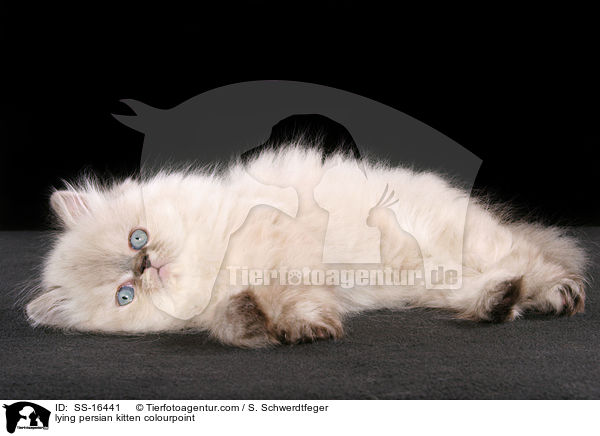 lying persian kitten colourpoint / SS-16441
