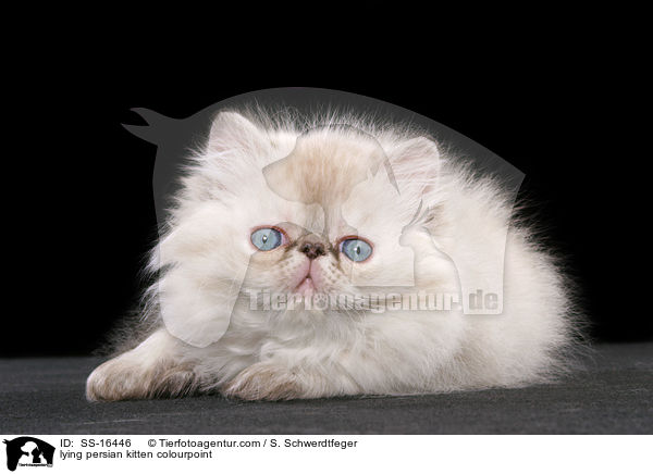 lying persian kitten colourpoint / SS-16446