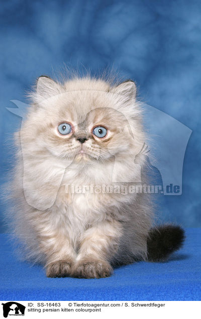 sitting persian kitten colourpoint / SS-16463