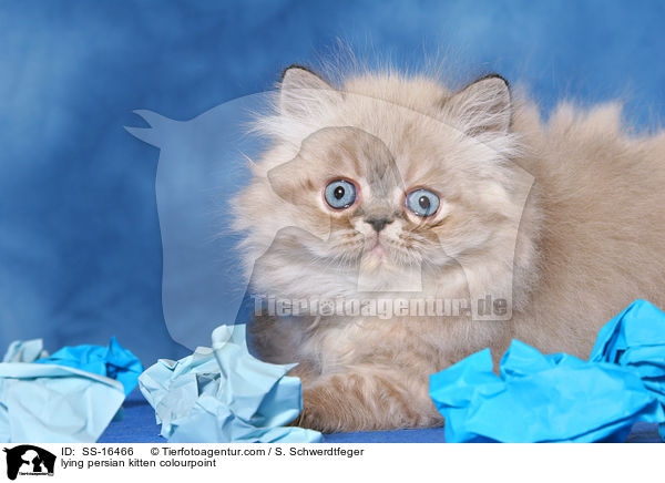 lying persian kitten colourpoint / SS-16466