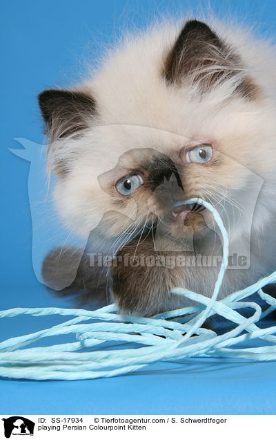playing Persian Colourpoint Kitten / SS-17934