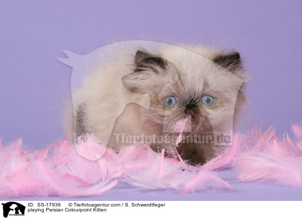 playing Persian Colourpoint Kitten / SS-17936