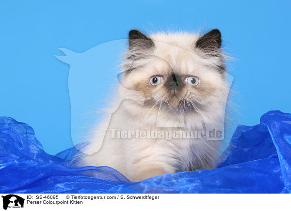 Perser Colourpoint Kitten / SS-46095