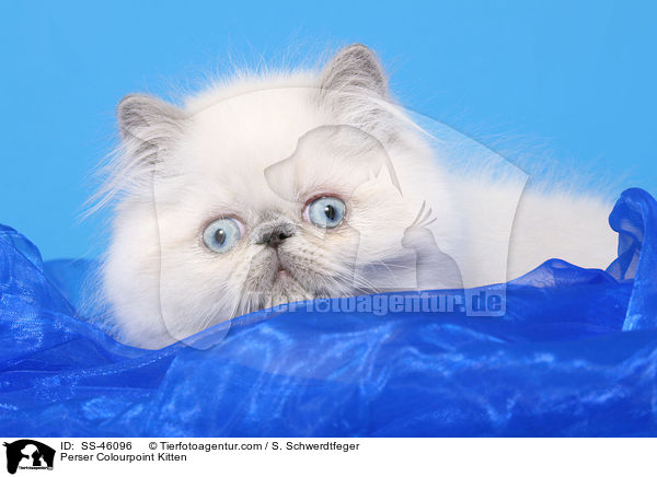 Perser Colourpoint Kitten / SS-46096