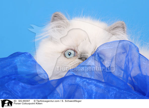 Perser Colourpoint Kitten / SS-46097