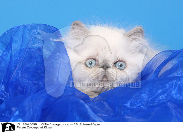Perser Colourpoint Kitten / SS-46099