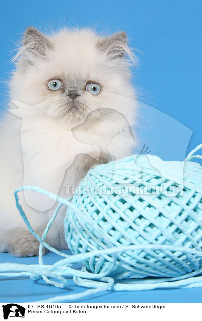 Perser Colourpoint Kitten / SS-46105